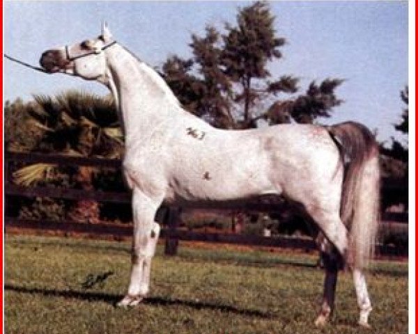 stallion Piechur ox (Arabian purebred, 1979, from Banat 1967 ox)