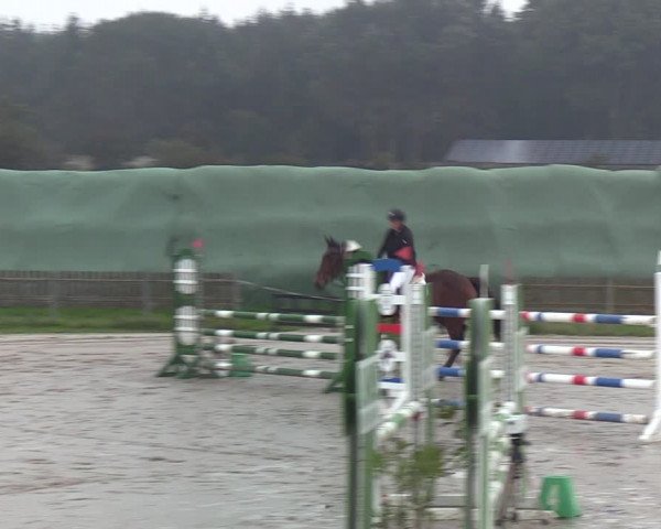 Reitturnier Schülp / Rendsburg 2021
