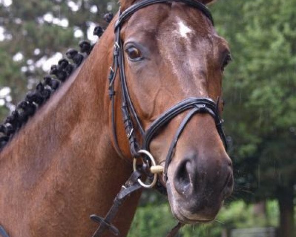 broodmare Centura (Trakehner, 2005, from Gluosnis xx)