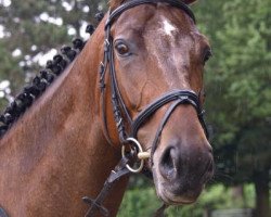 Zuchtstute Centura (Trakehner, 2005, von Gluosnis xx)