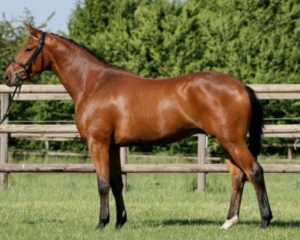 dressage horse Puro (Trakehner, 2007, from Maizauber)