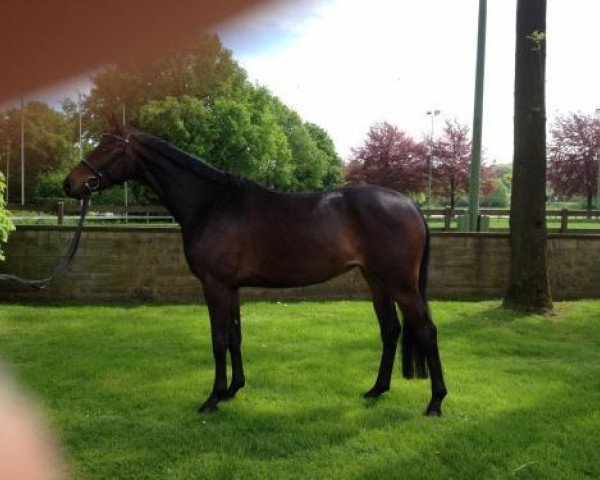 broodmare Ahmia (Trakehner, 2008, from Summertime)