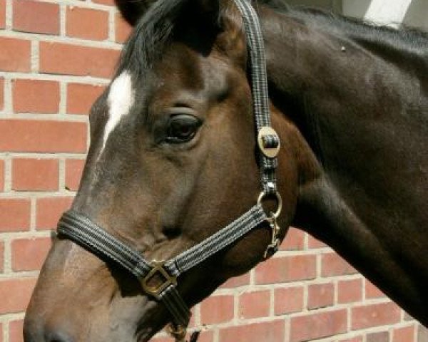 broodmare Barbera (Trakehner, 2000, from Kapriolan F)