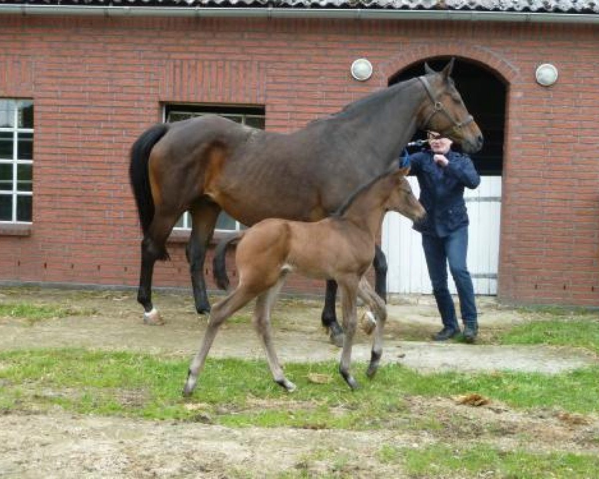 horse Asterius (Trakehner, 2013, from Dürrenmatt (ex Domino))
