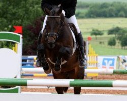 Springpferd Handkiss (Trakehner, 2007, von Lions-Club)