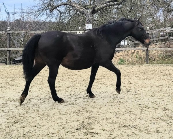 broodmare Par Bonheur (Oldenburg, 2009, from Plaisir d'Amour)