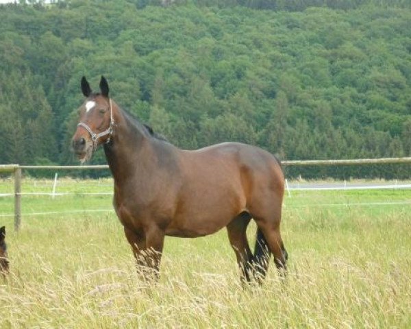broodmare Belle Fleur VIII (Trakehner, 1996, from Kokoschka)