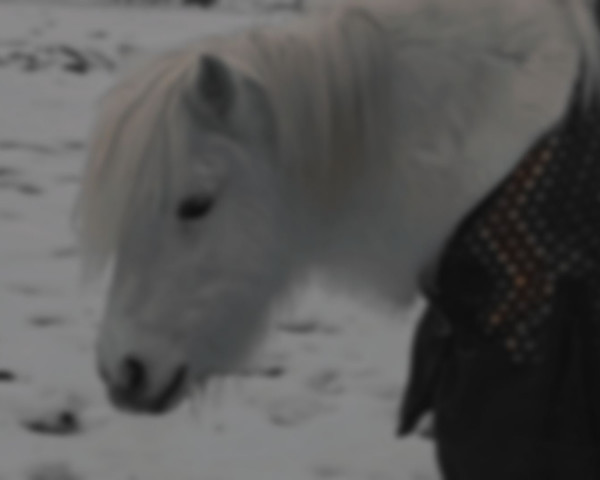 horse Kiwi (Shetland B (about 107-117), 2011)