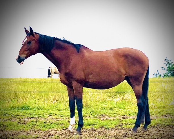 broodmare Gräfin Eulitz (Trakehner, 2003, from Inster Graditz) broodmare Gräfin Eulitz (Trakehner, 2003, from Inster Graditz)
