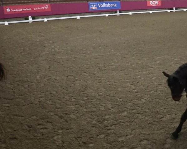 Bismarck Indoors Vlotho-Exter 2022