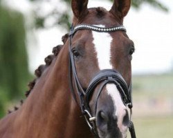 dressage horse Korason (Trakehner, 2008, from Polarion)