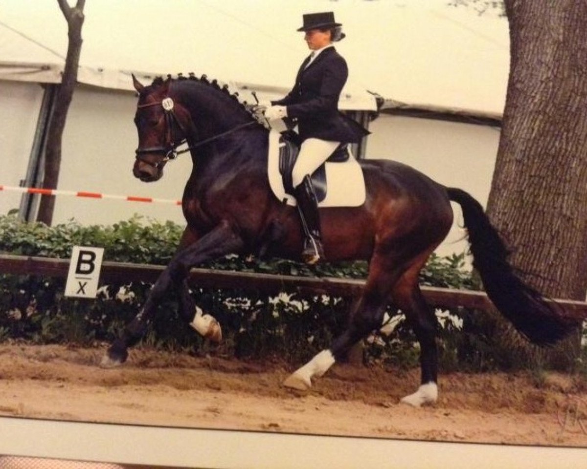 Deckhengst Royal Dancer 26 (Deutsches Sportpferd, 2004, von Romeo Riano)