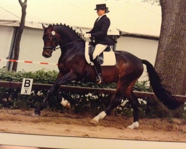 stallion Royal Dancer 26 (German Sport Horse, 2004, from Romeo Riano)