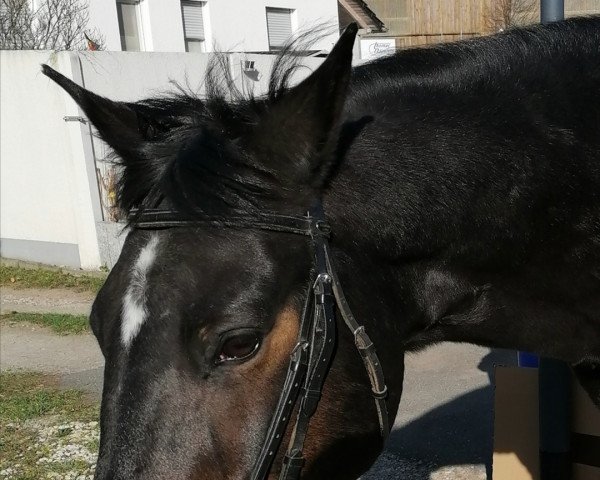 Pferd El Santino (Thüringer, 2001, von Elmiro) Pferd El Santino (Thüringer, 2001, von Elmiro)