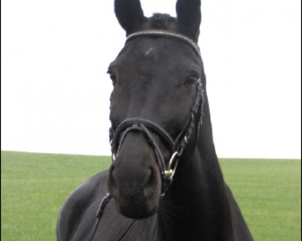 Broodmare Dolce Vita (Westphalian, 2000, from Danny de Vito 2)