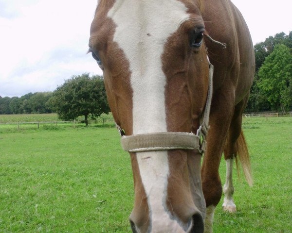horse Farbenprächtig (Hanoverian, 2004, from First Game H)