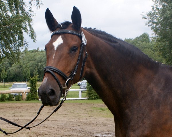 broodmare Sternstunde 13 (Trakehner, 2004, from Freudenfest)