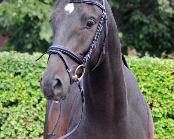 Pferd Sterntänzer S (Trakehner, 2010, von Hibiskus)