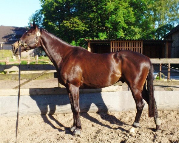 Pferd Air Jordan xx (Englisches Vollblut, 2007, von Noroit xx)