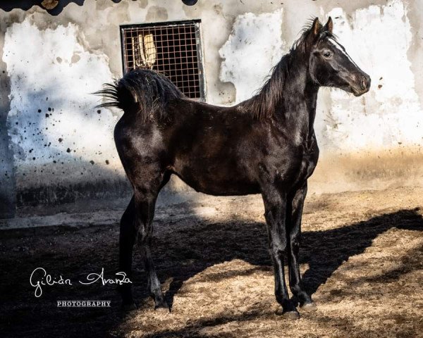 horse Lugio de Gilián (Hungarian Warmblood, 2021, from Zapatero VDL)