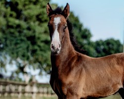 horse Casanova EH (Holsteiner, 2021, from Chubakko)