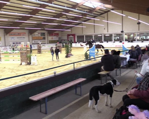 Springturnier Borken 2022