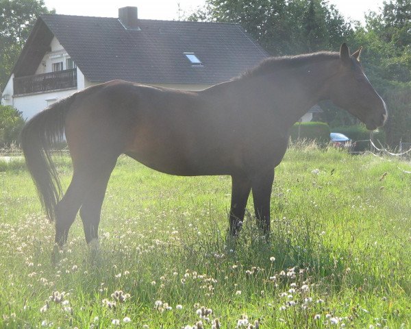 jumper Remember Me (Hanoverian, 2001, from Rabino)
