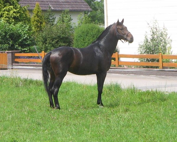 horse Count on Me (Hanoverian, 2007, from Count Grannus)