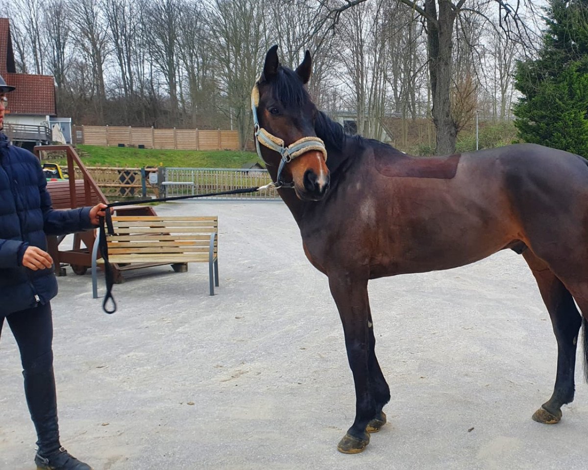 Springpferd Marsal Lg (Oldenburger Springpferd, 2017, von Messenger)