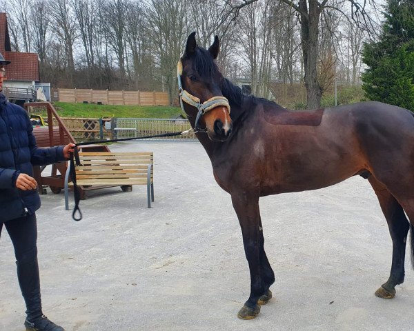 jumper Marsal Lg (Oldenburg show jumper, 2017, from Messenger)
