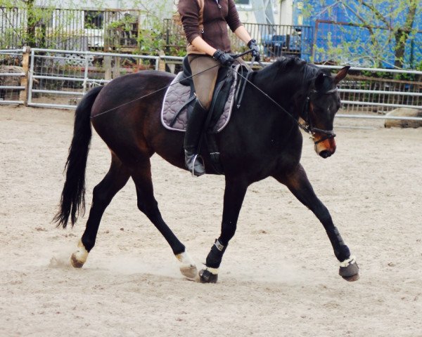 Zuchtstute Swinging Babe S (Deutsches Sportpferd, 2005, von Samba Hit I)