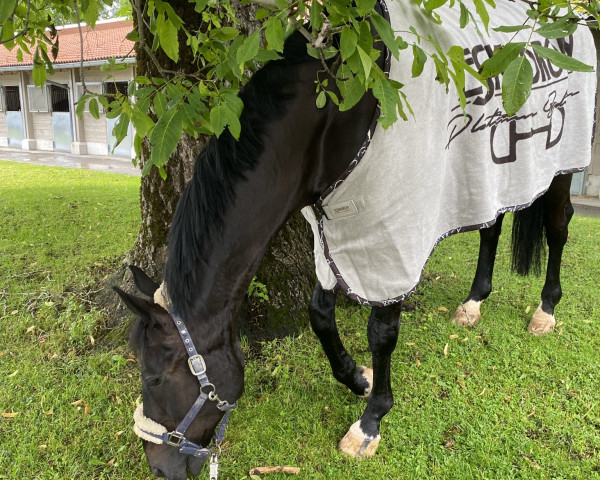 dressage horse Delacour (Hanoverian, 2008, from Dramatic)