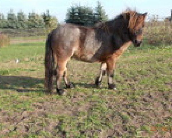 horse Tornado von Repgow (Shetland pony (under 87 cm), 2011, from Theseus)