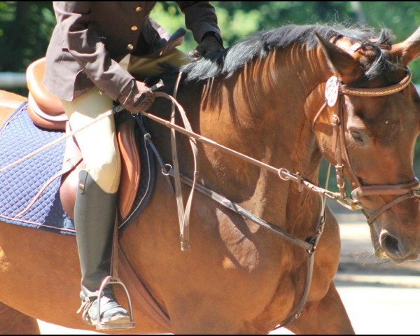 jumper Wolkenfee 11 (Hanoverian, 1996, from Wolkenstein II)