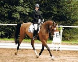 dressage horse Graf Langenstein (Zweibrücken, 2007, from Graf Sandro)