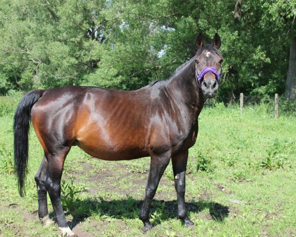 broodmare Aida II (German Sport Horse, 1995, from Grossist 1393)