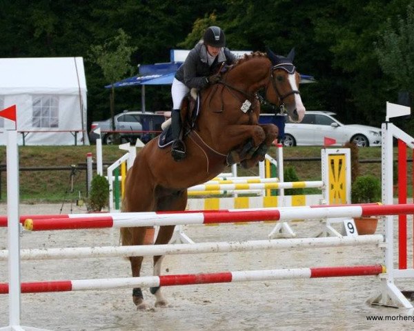 Springpferd Cassino 16 (Oldenburger, 2008, von Cassiano)