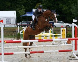 Springpferd Cassino 16 (Oldenburger, 2008, von Cassiano)