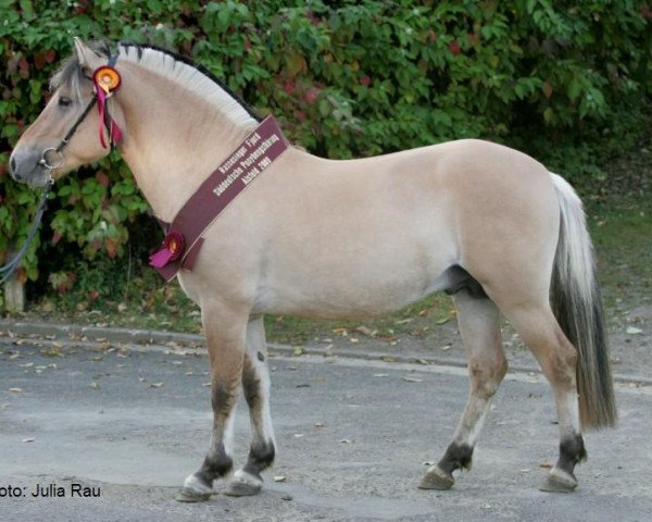 stallion Vajeur (Fjord Horse, 2007, from Valør Halsnæs)