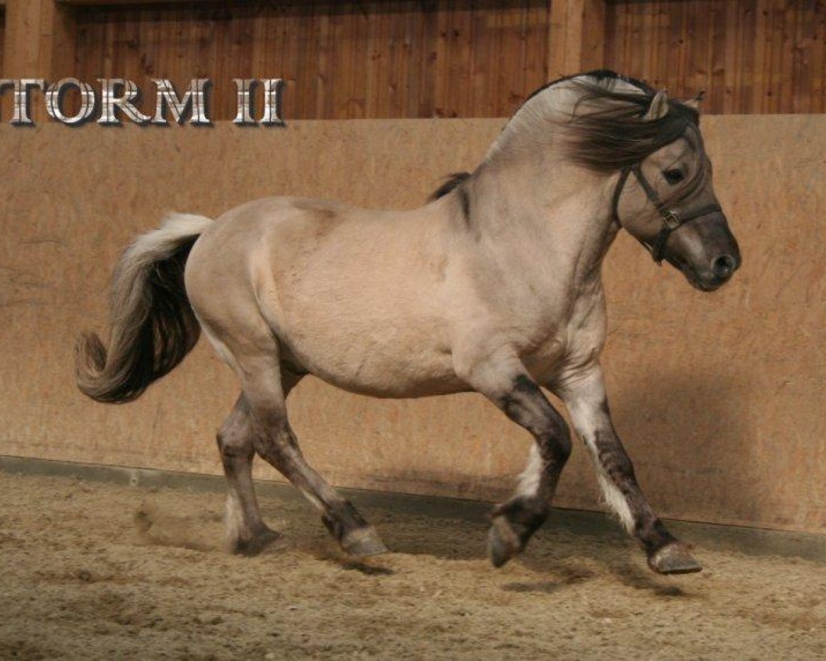 stallion Storm II (Fjord Horse, 1983, from Stormarn K (SH) 338)