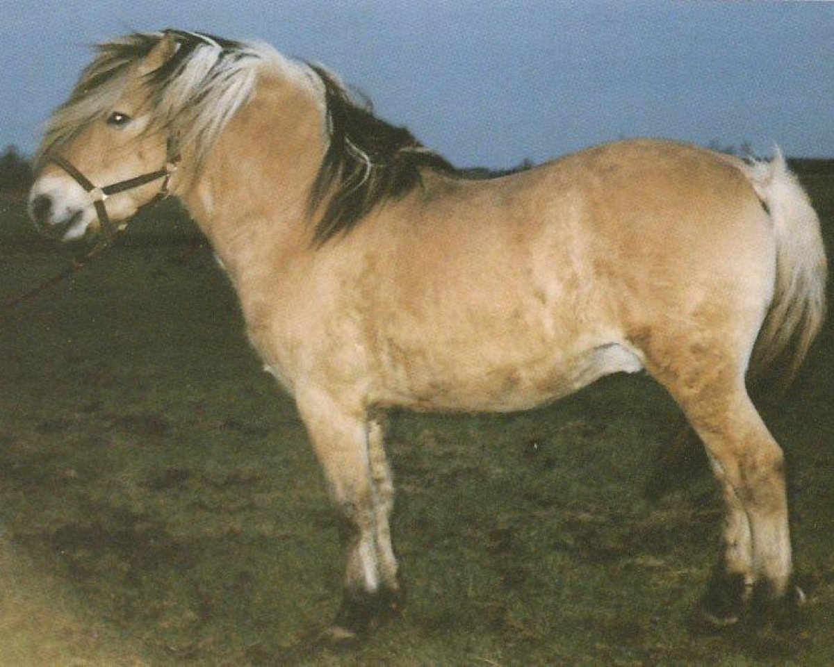 Deckhengst Risdals Sambo (Fjordpferd, 1986, von Jesper Skovlund)