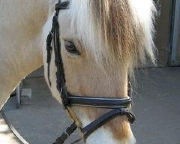 horse Pjokk (Fjord Horse, 1998, from Plutonikk)