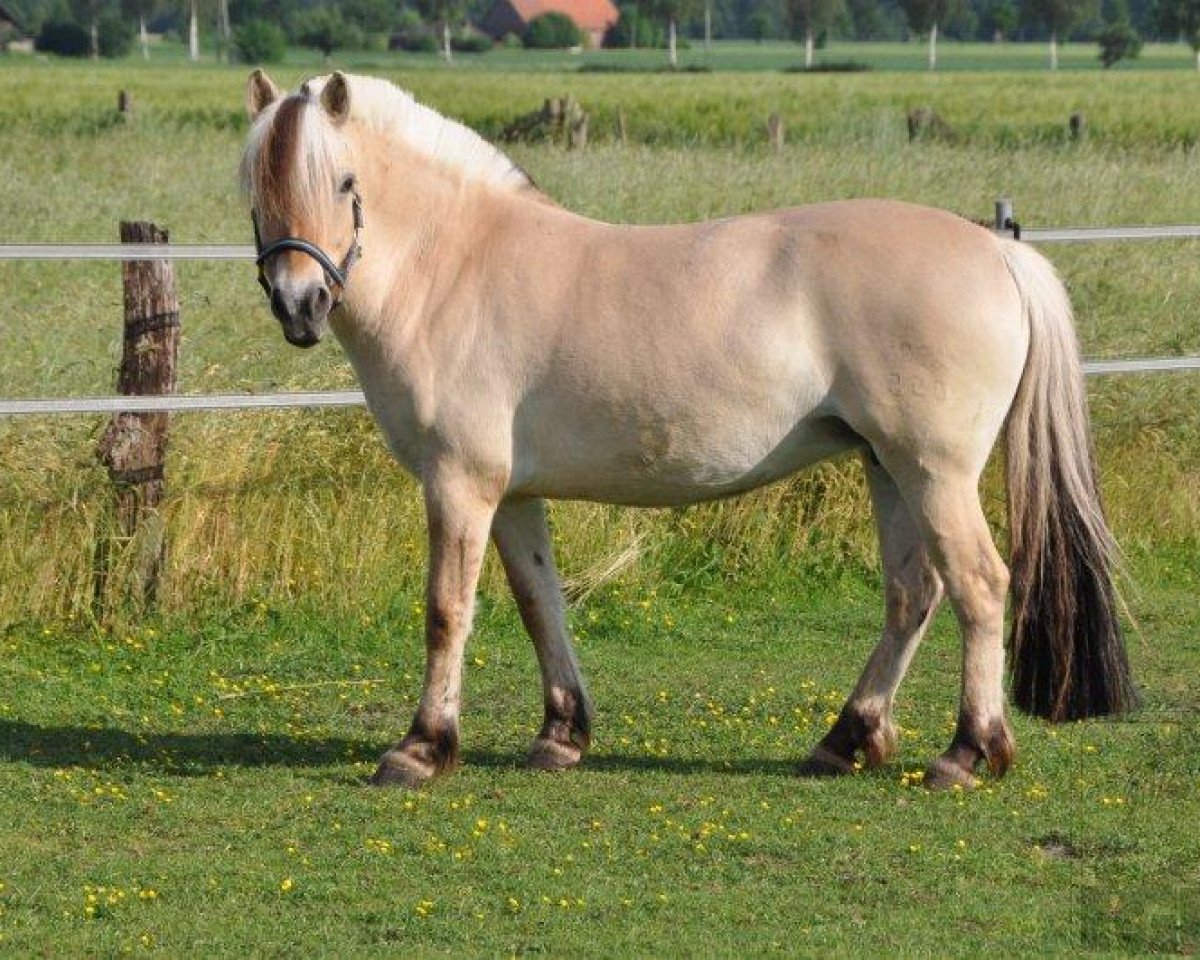 broodmare Højgaards Cesna (Fjord Horse, 2002, from Golf Gudenå)