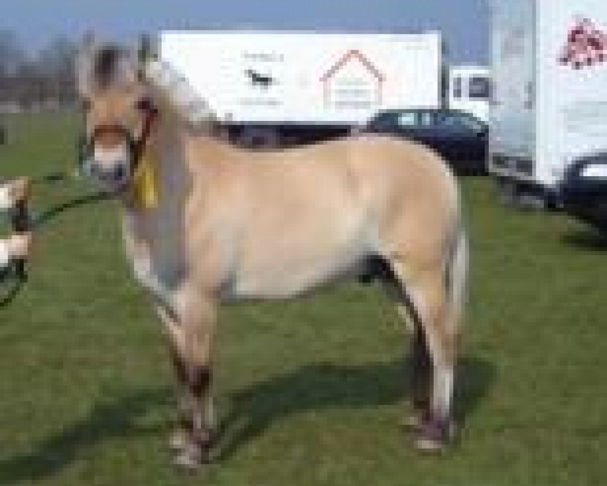 Cavallo da Dressage Mark Thorsø (Cavallo Fjord, 2005, di Cadeau Halsnæs)