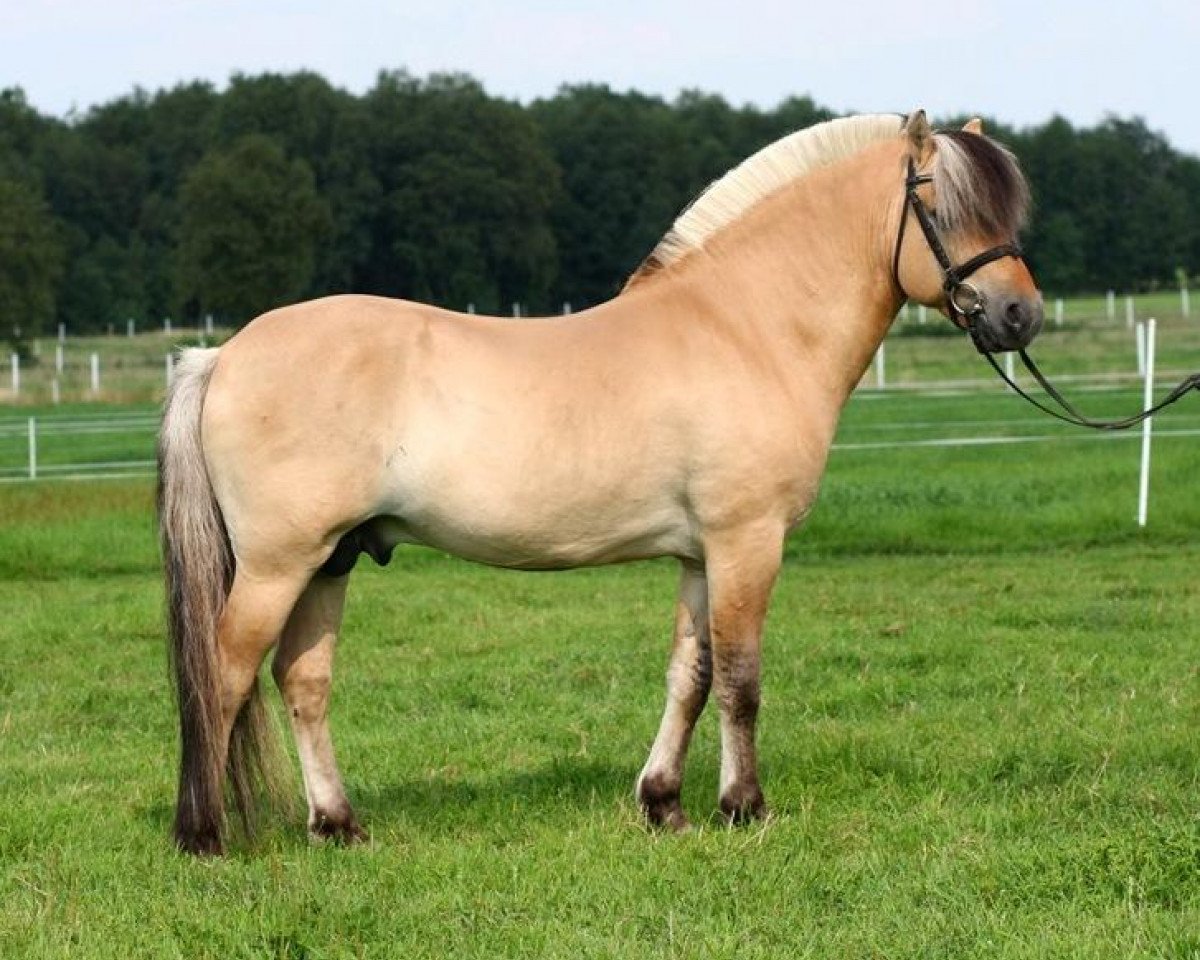 Deckhengst Max (Fjordpferd, 1996, von Stanstorp-Blakken)