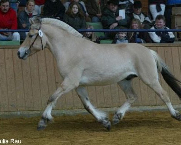 dressage horse Memo (Fjord Horse, 2001, from Merkur N.2743)