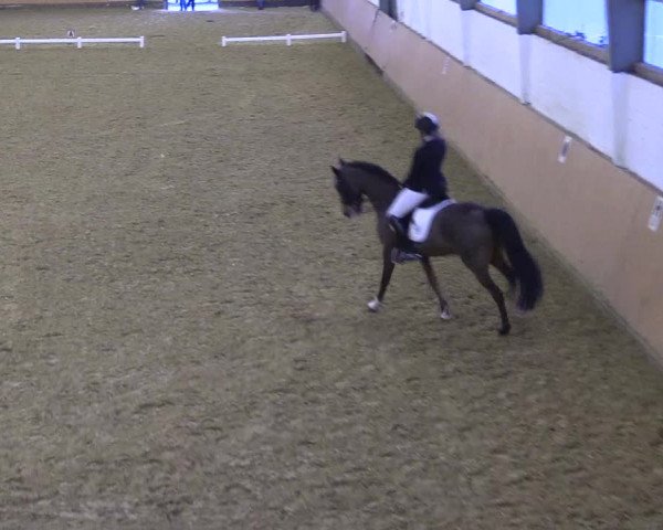 Reitturnier Datteln 2022