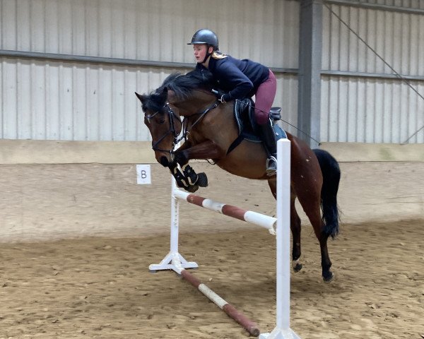 jumper Csillag 39 (Pony without race description, 2015)