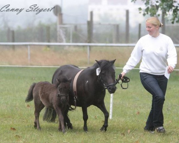 dressage horse Suri (Shetland Pony, 2013, from Apollo vom Purnitzgrund)