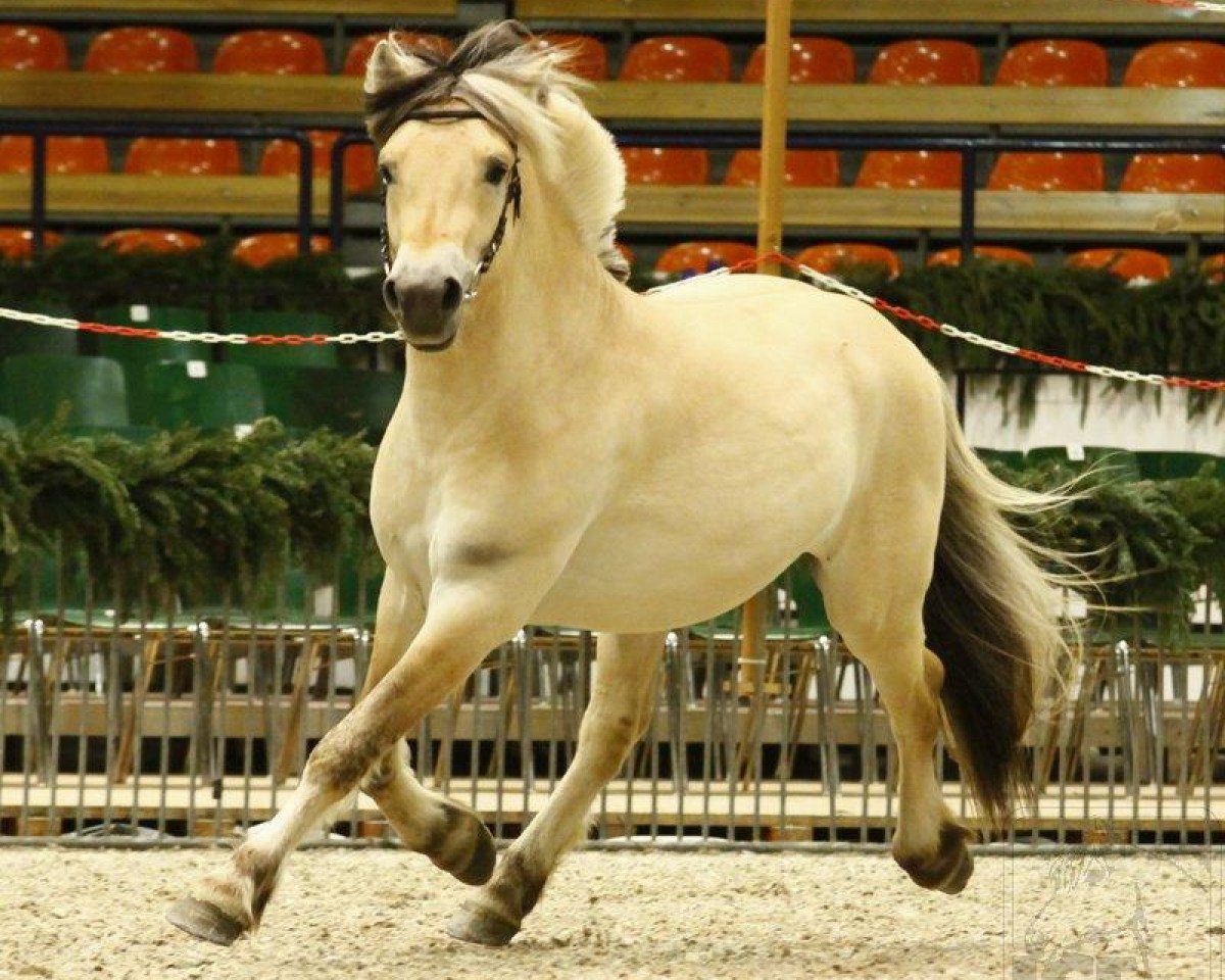 Pferd Lidar Stanstorp (Fjordpferd, 2009, von Valiant Fjordlyst)